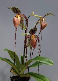 New Earth Orchids