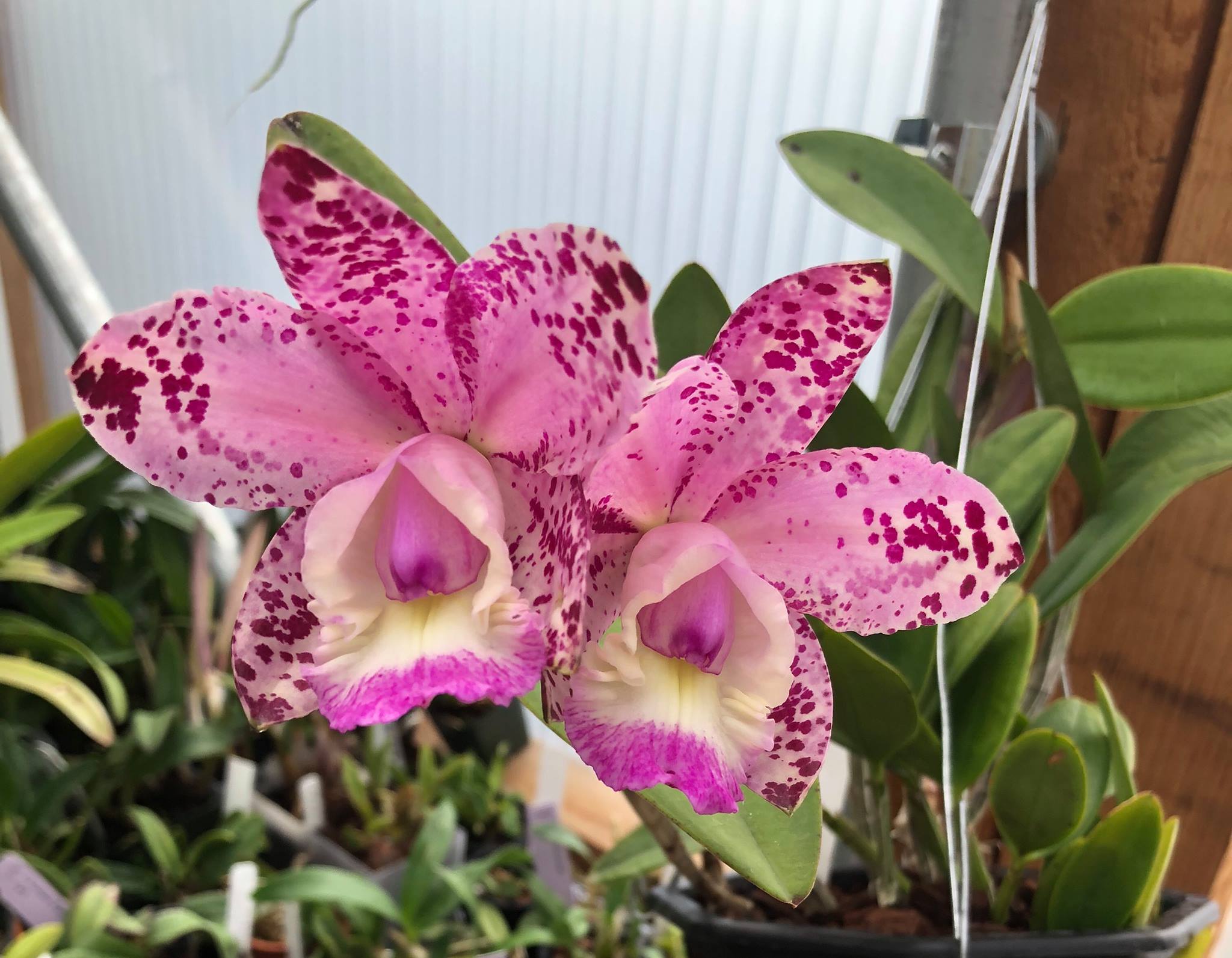 High Desert Orchids