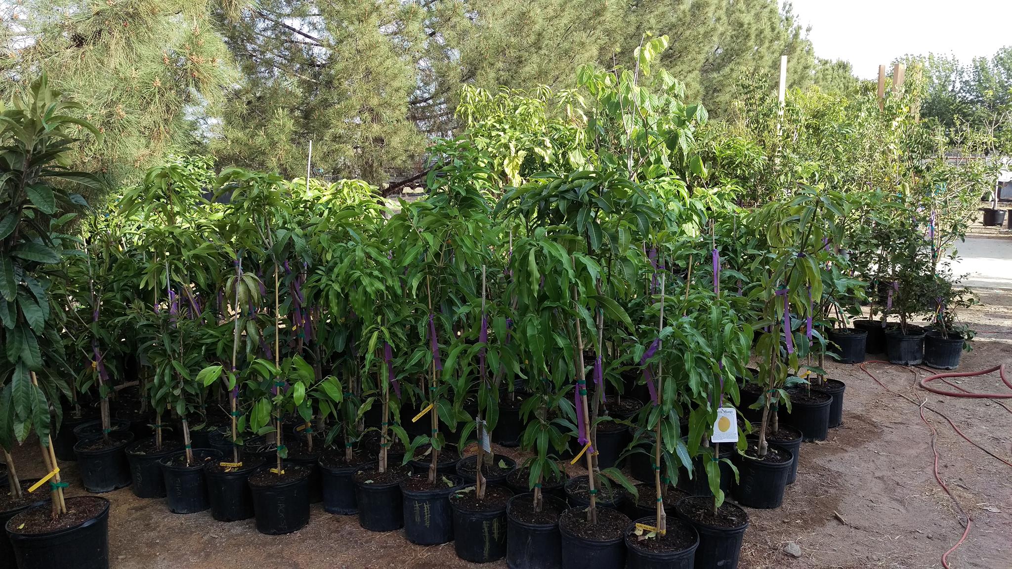 Queen Creek Tropicals Plant Nursery, LLC