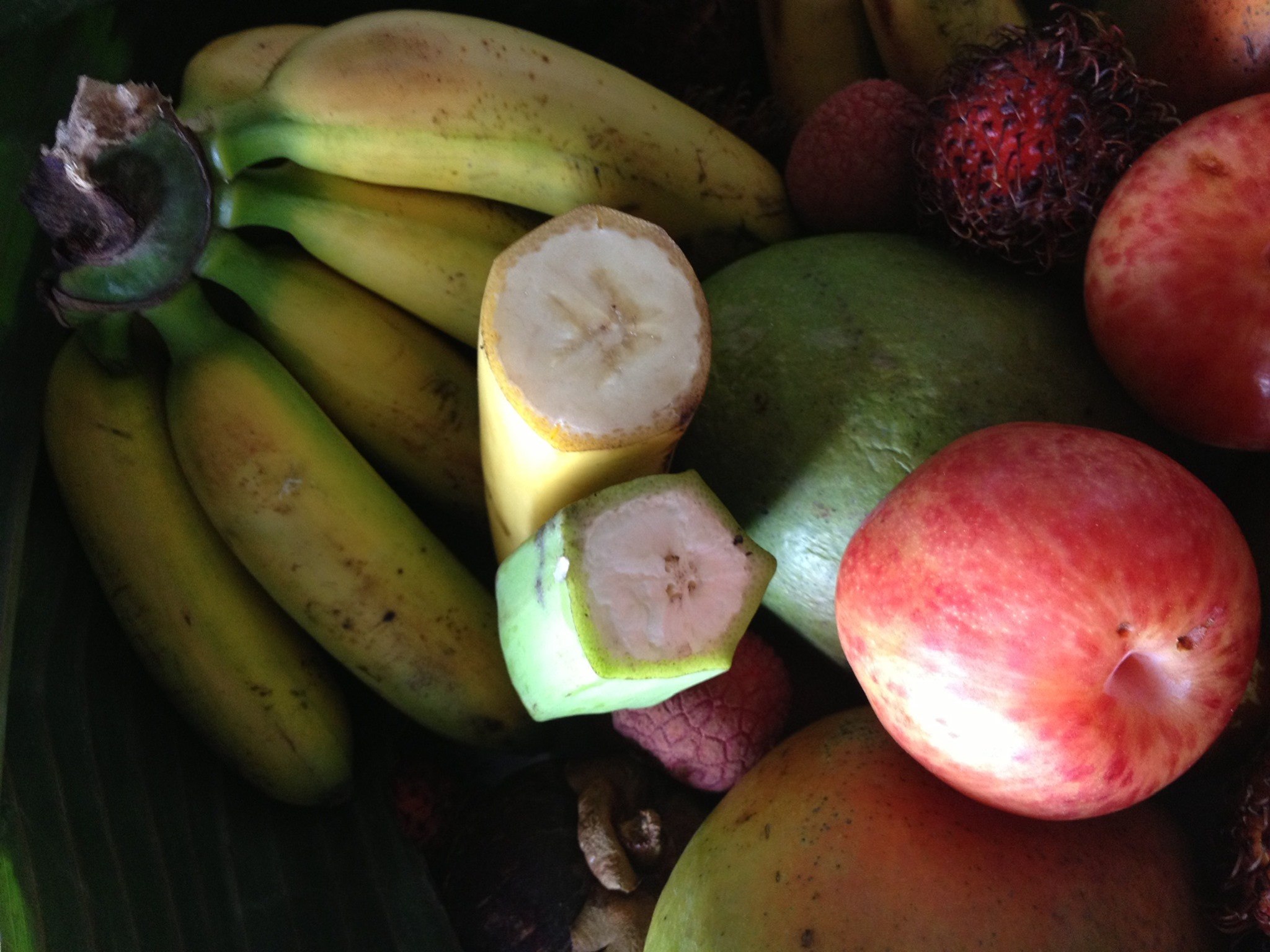 Tropica Mango Rare and Exotic Tropical Fruit Tree Nursery