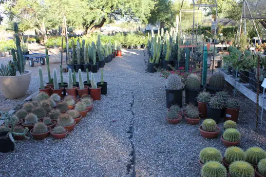 North Scottsdale Nursery & Cactus