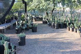 North Scottsdale Nursery & Cactus