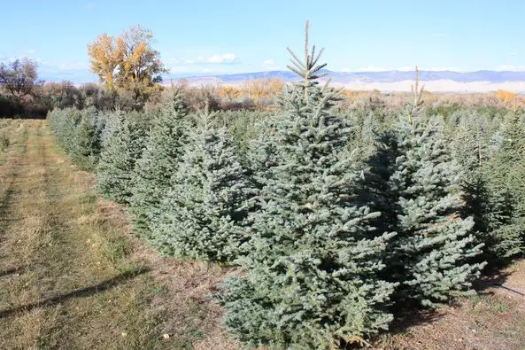 Colorado Conifers Tree Farm And Nursery
