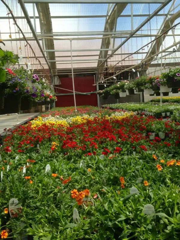 Cold Springs Greenhouse