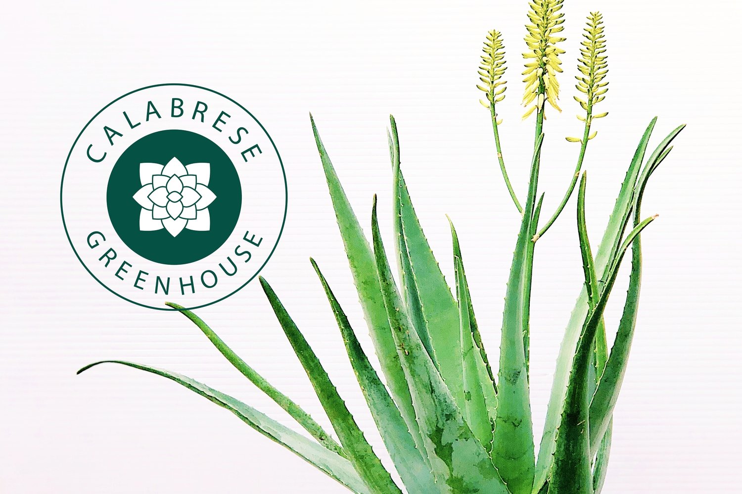Company logo of Calabrese Greenhouse