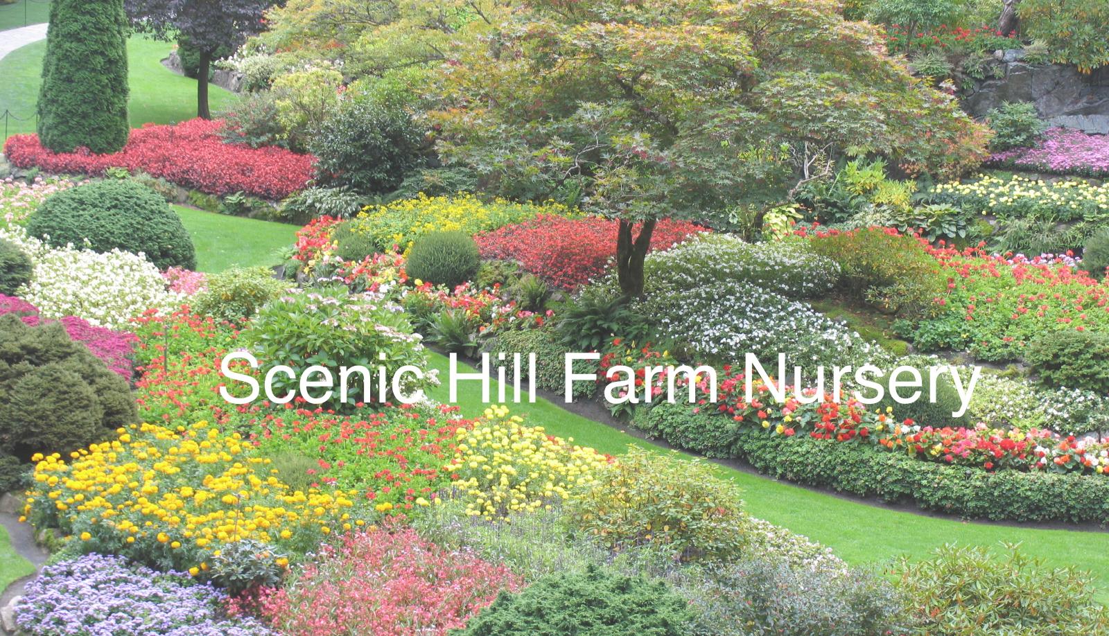 Scenic Hill Farm Nursery