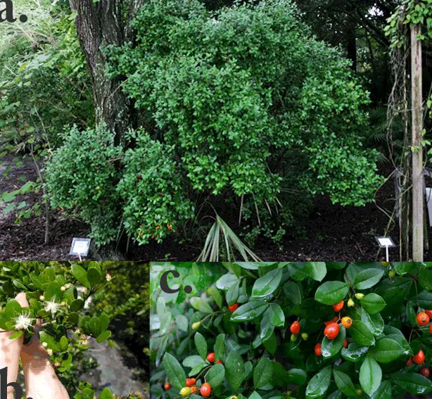 Florida Native Plants Nursery & Landscaping