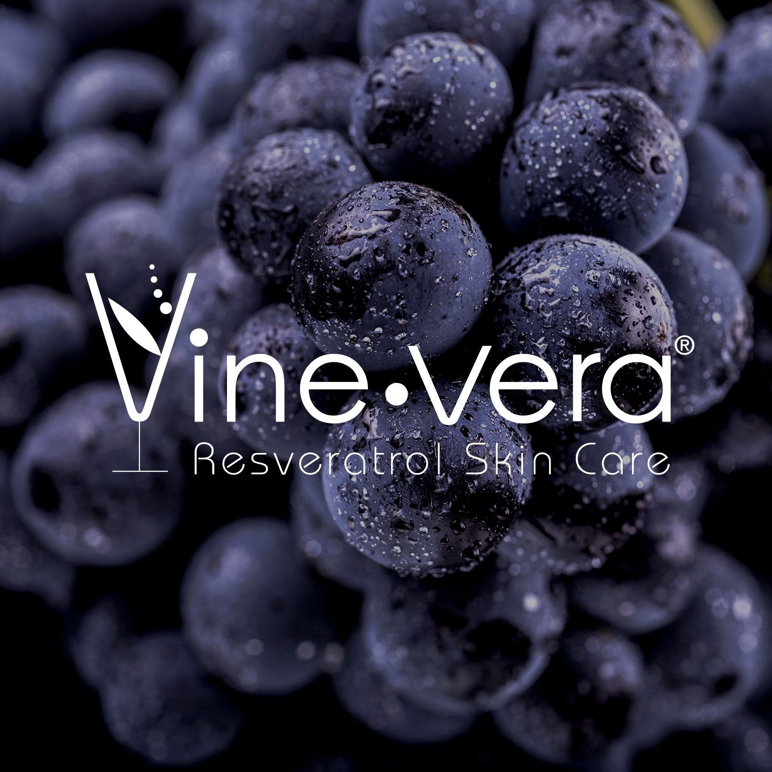 Company logo of Vine Vera