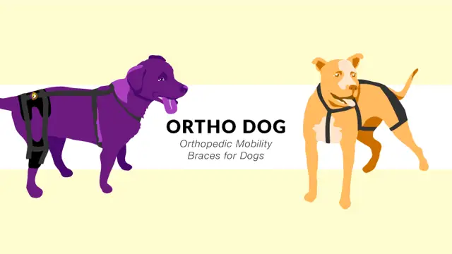 Ortho Dog