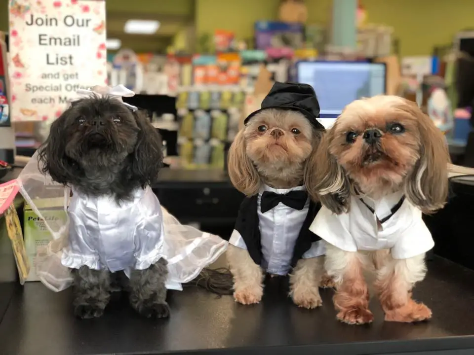 Bark Ave Pet Supplies