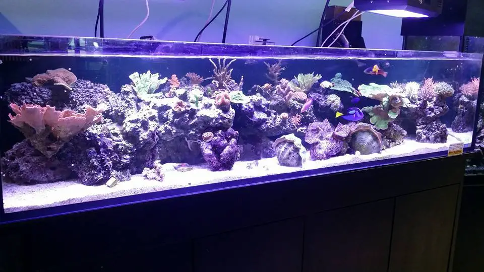 Fish Pro's Aquarium Center