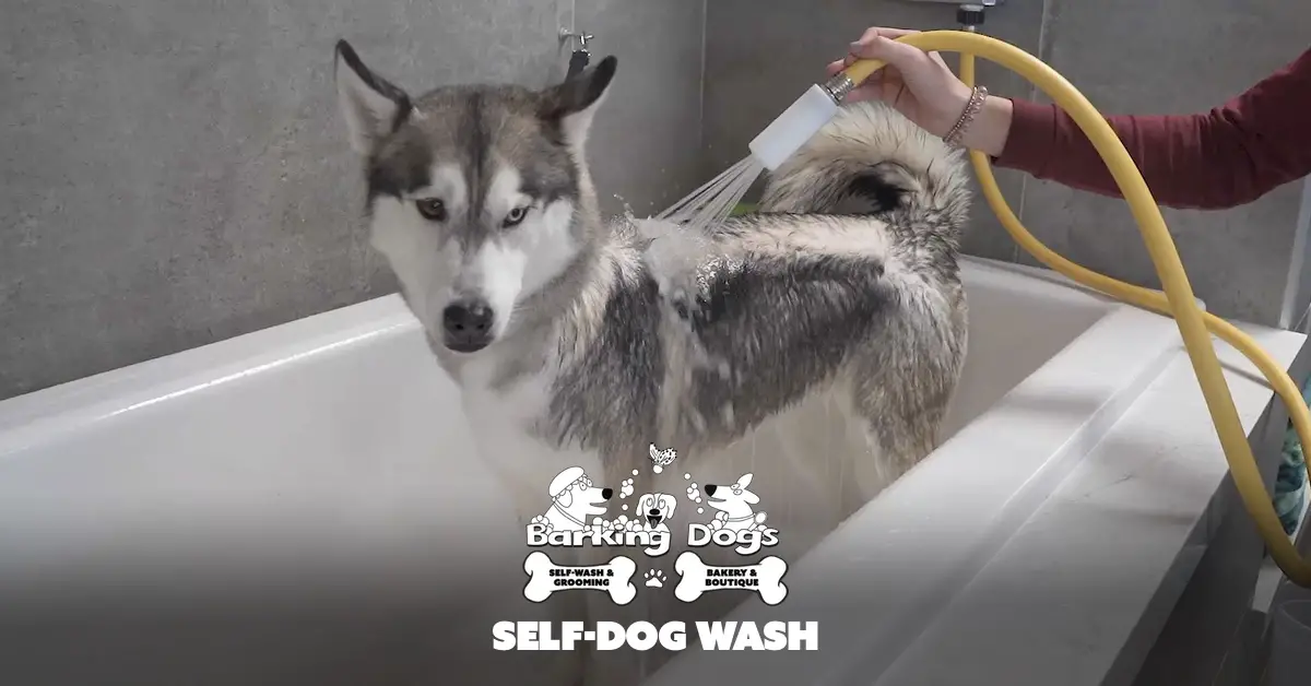 Barking Dogs Self Wash and Grooming - Mesa