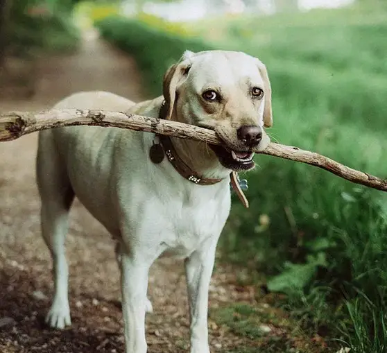 Healthy Paws Market