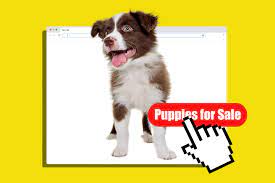 Georgia Puppies Online