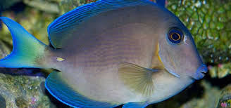 All Seas Aquarium Service