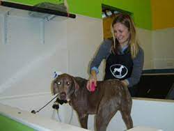 Dogma Pet Supply & Dog Wash