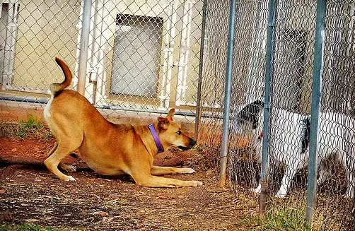 Bark 'N Purr Pet Center