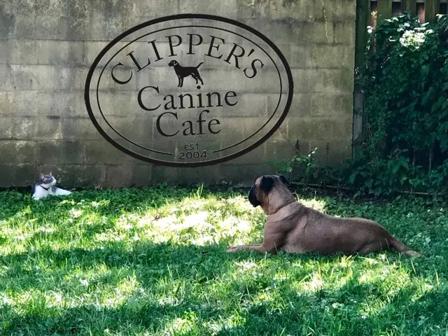 Company logo of Clipper's Canine Cafe Inc.