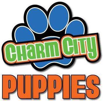 Company logo of Charm City Puppies