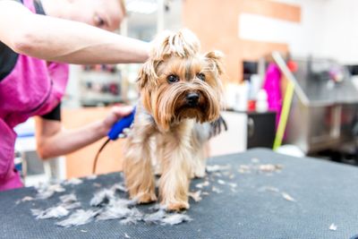 Lucky-3 Dog & Cat Grooming