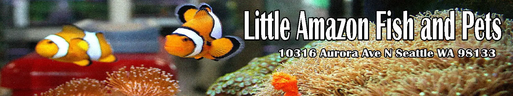 Company logo of Little Amazon Fish & Pet