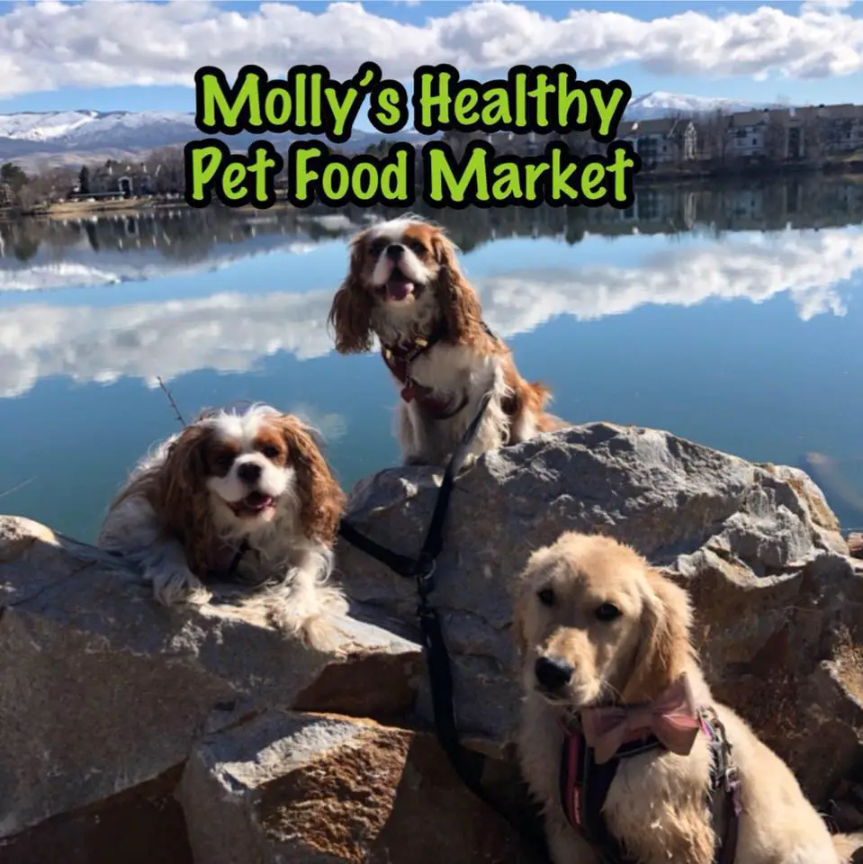 Molly's Healthy Pet Food Market