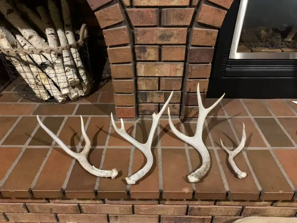 Red Mountain Antler & Company