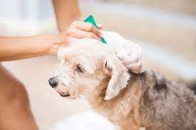 Wet Paws Dog Grooming