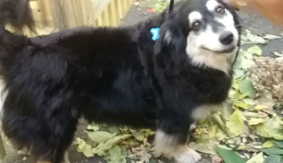 The Furry Inn - Dog Day Care,Kennel