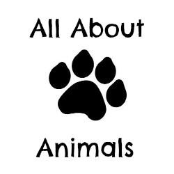 Company logo of All About Animals