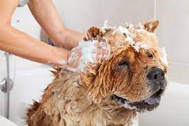 Dirty Paws Pet Wash