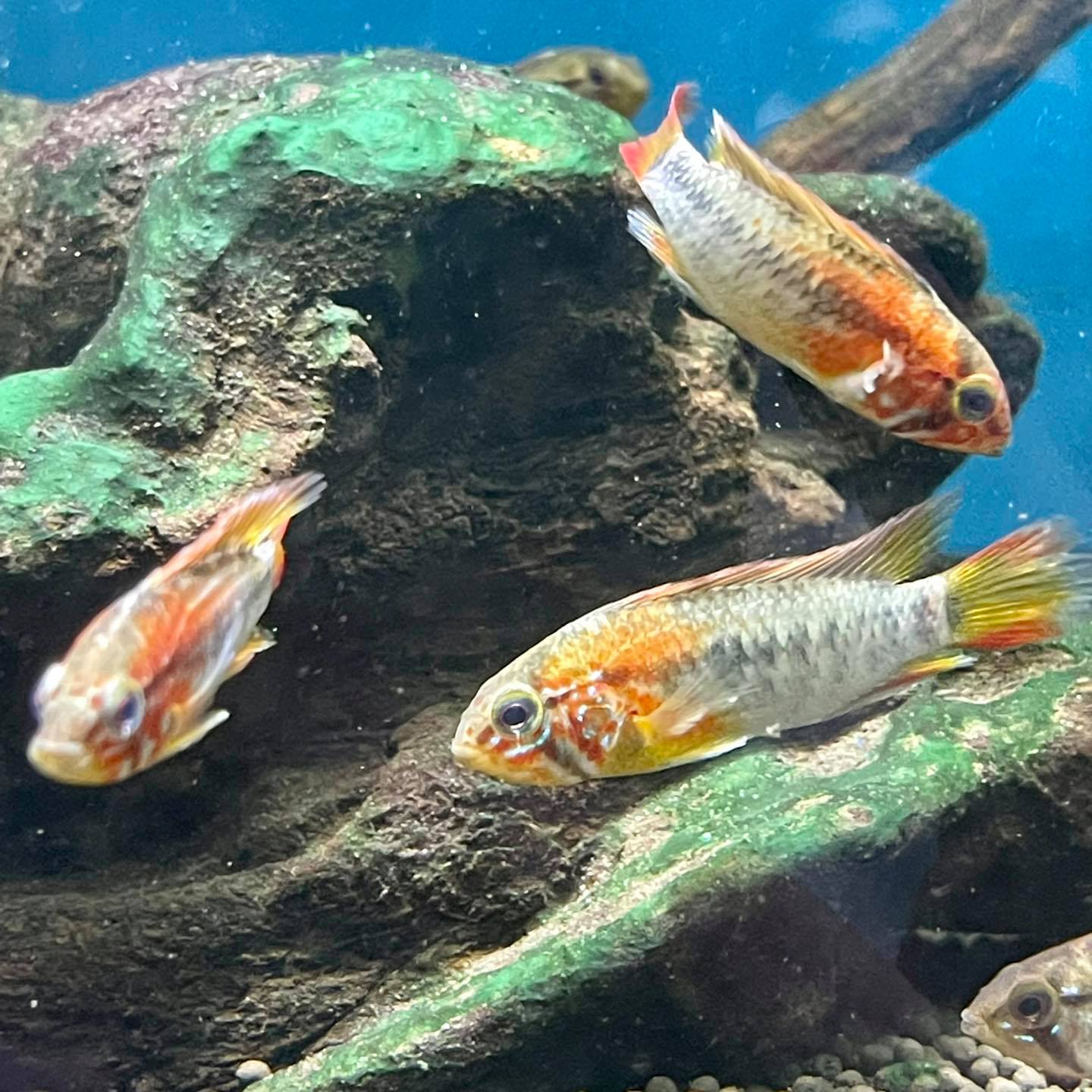 Aquarium Fish Depot