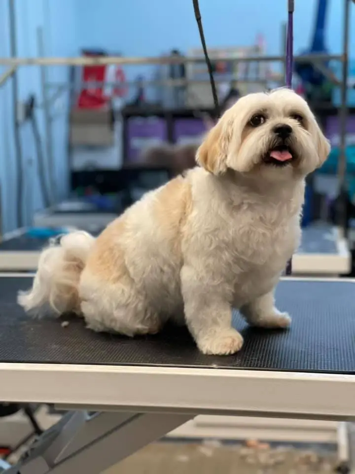 San Diego Grooming Academy