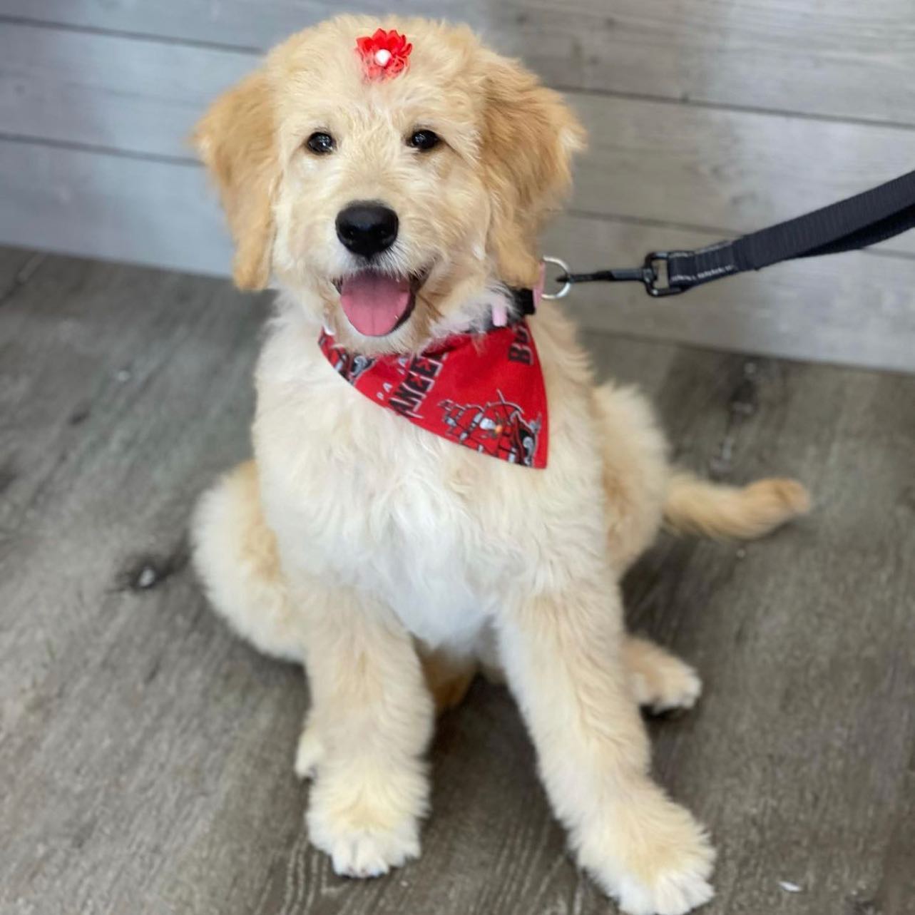 Woof Gang Bakery & Grooming Dunedin