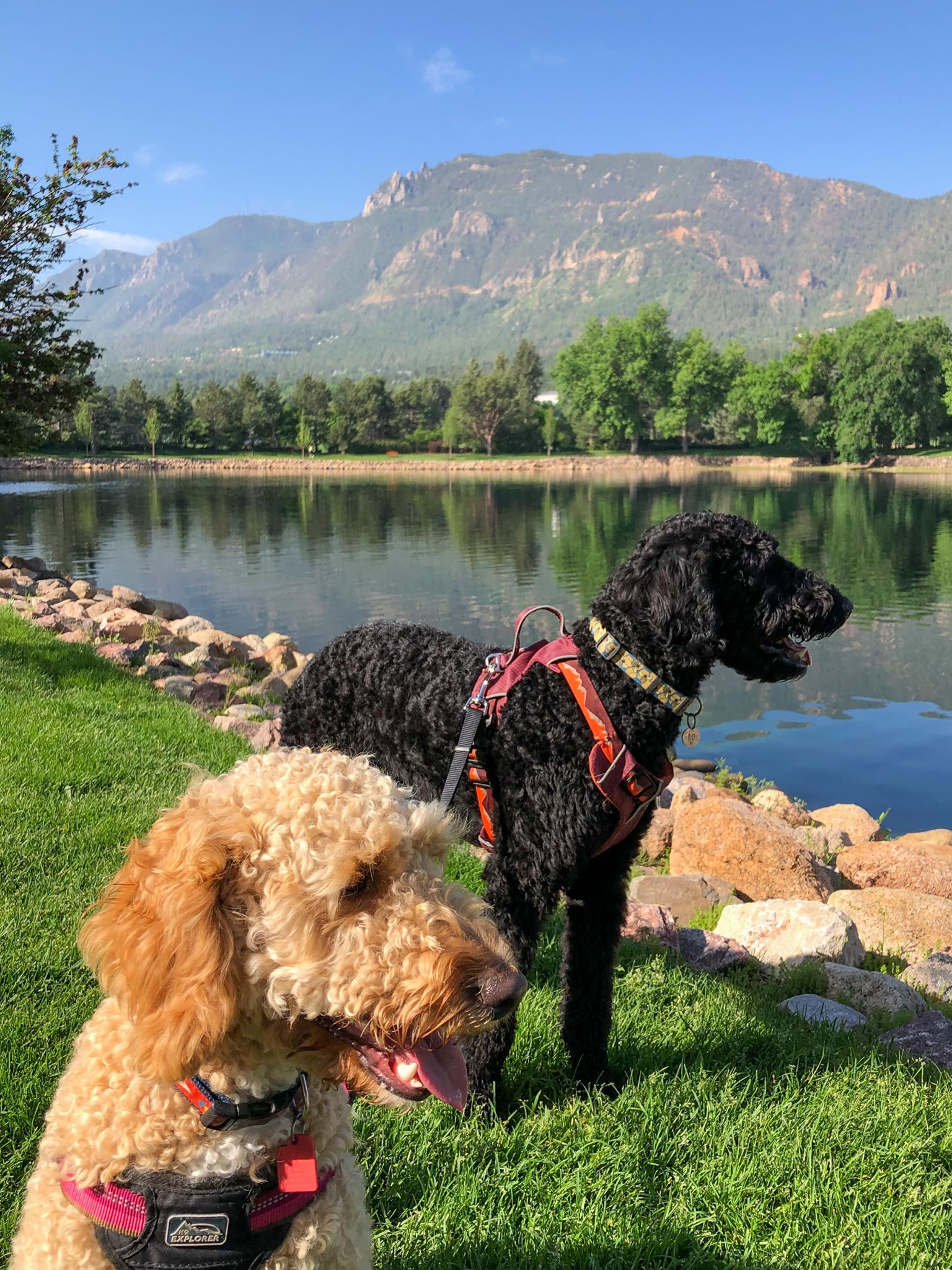 Pet Boutique at the Broadmoor