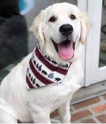 Wag More Dog Collars