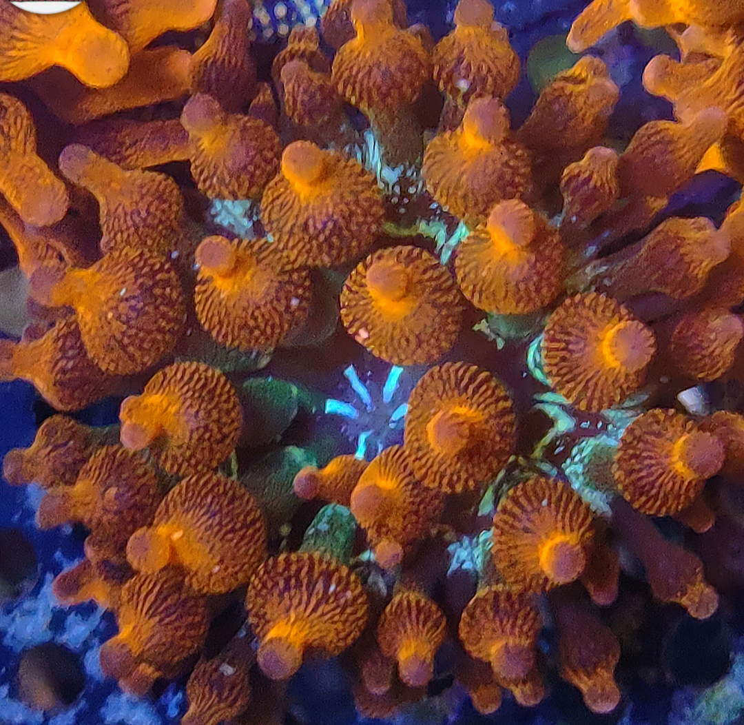 Palmetto Reef