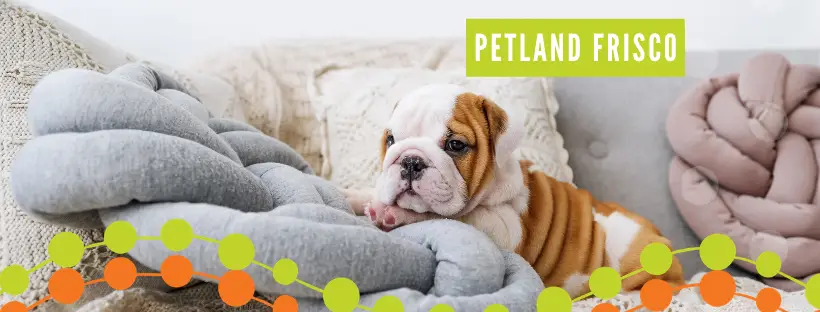 Petland Frisco