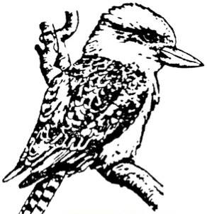 Company logo of Kookaburra Bird Shop, LLC