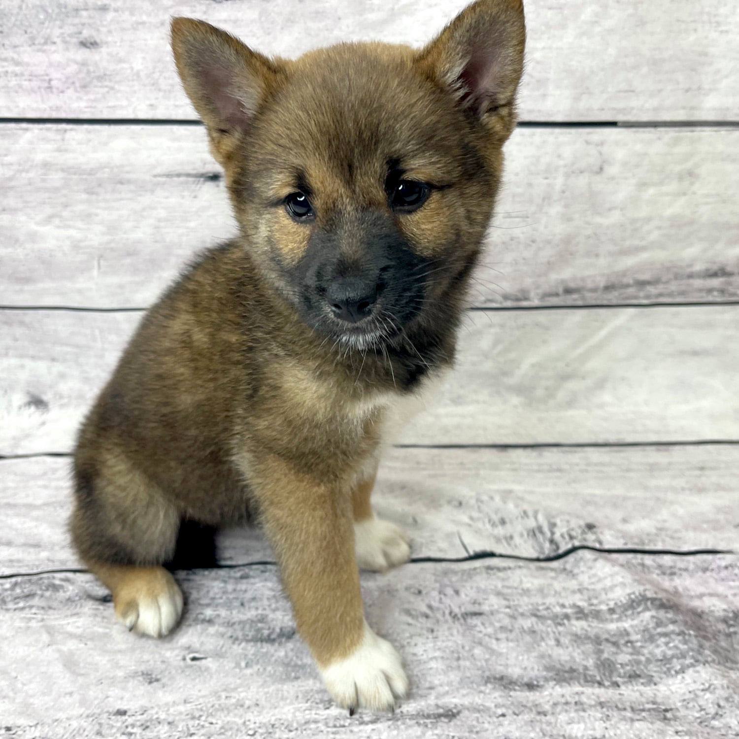 Petland Beavercreek