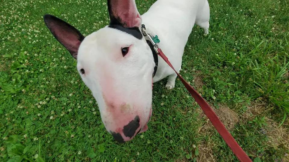 Captain Spish dog behavior