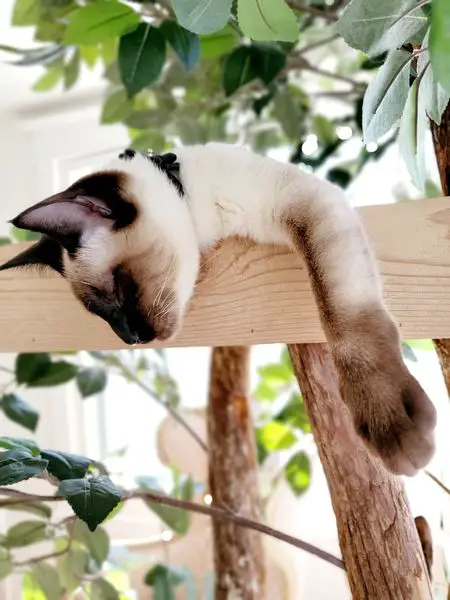 Pet Tree Houses