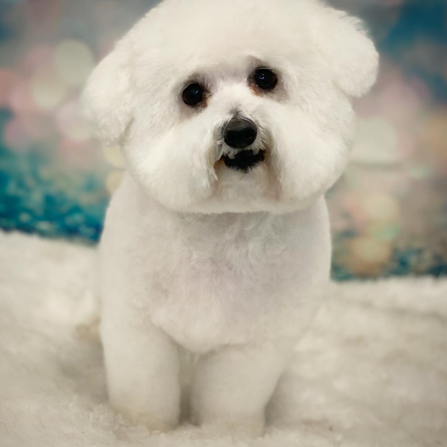 Square Dog Grooming Company