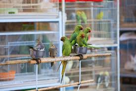Israel's Bird Store