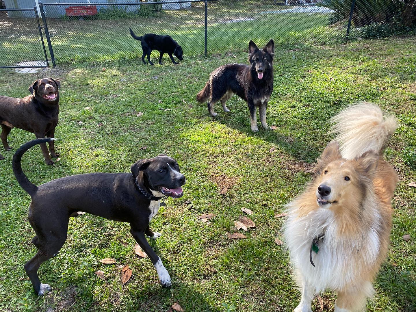 Noah's Ark Boarding Kennel