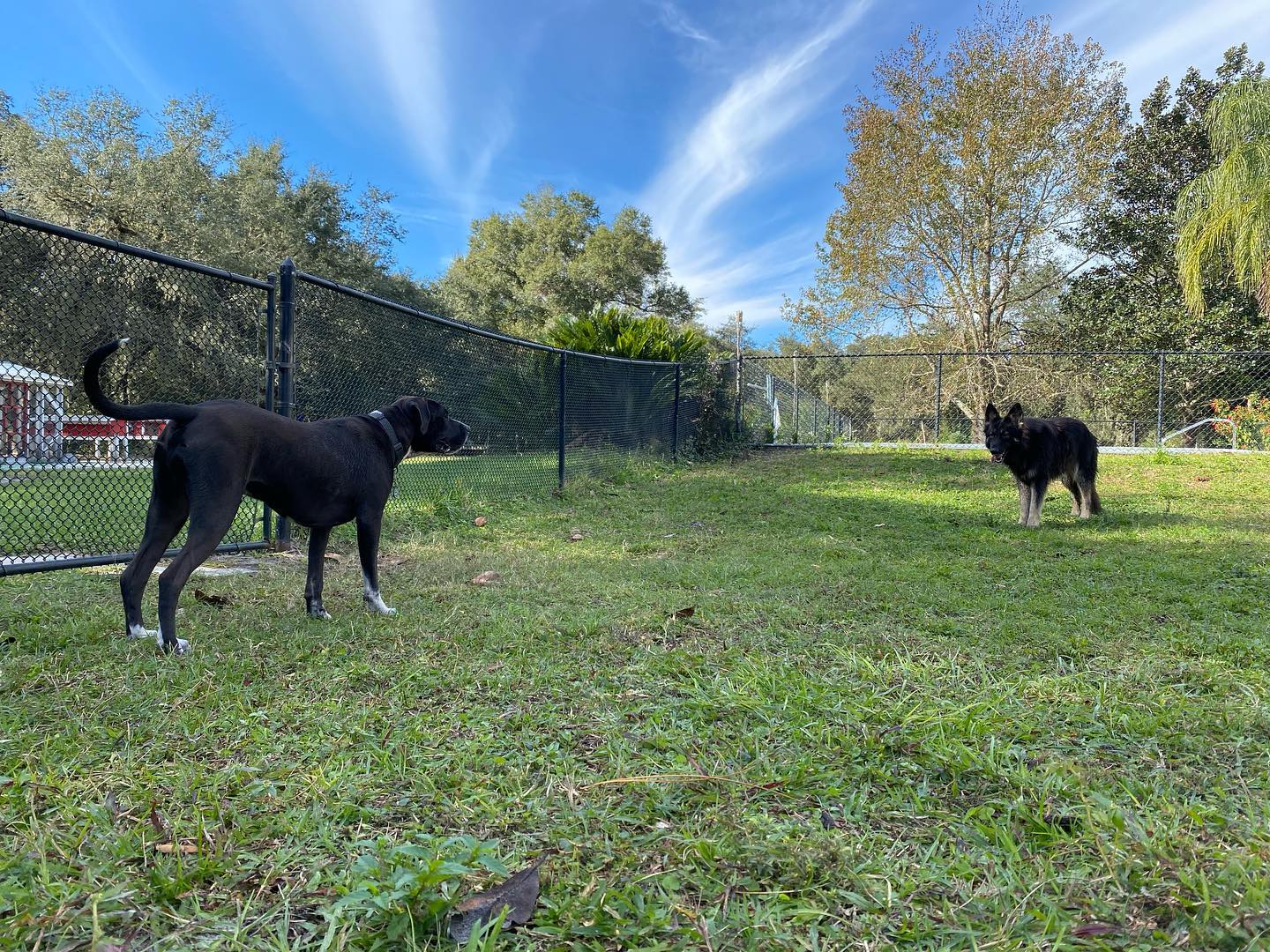 Noah's Ark Boarding Kennel