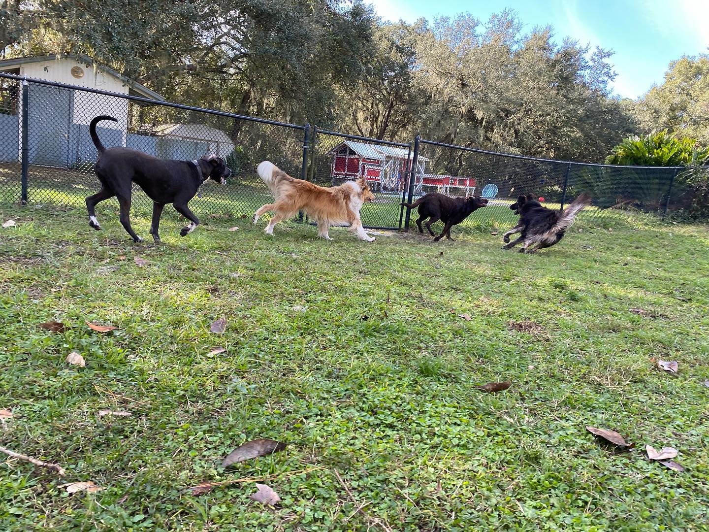 Noah's Ark Boarding Kennel