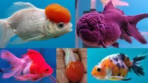 Golden Fish Aquariums