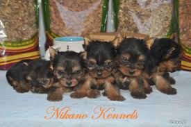 Company logo of Yorkshire terrier Puppies For Sale