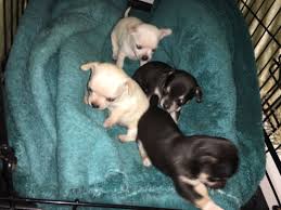 All Small Breed Puppies For Sale